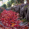 晩秋や 赤き落ち葉は 溝埋める