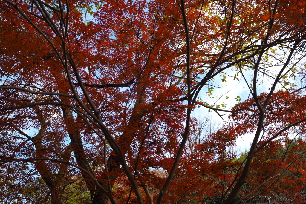 見納めや 名残りの紅葉 狂おしき