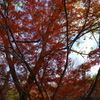 見納めや 名残りの紅葉 狂おしき