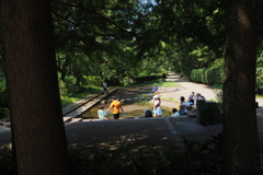 夏休み 公園水場で 虫採集