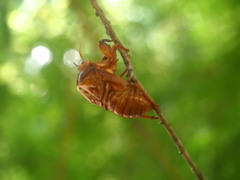 殻破り光世界へ八日間