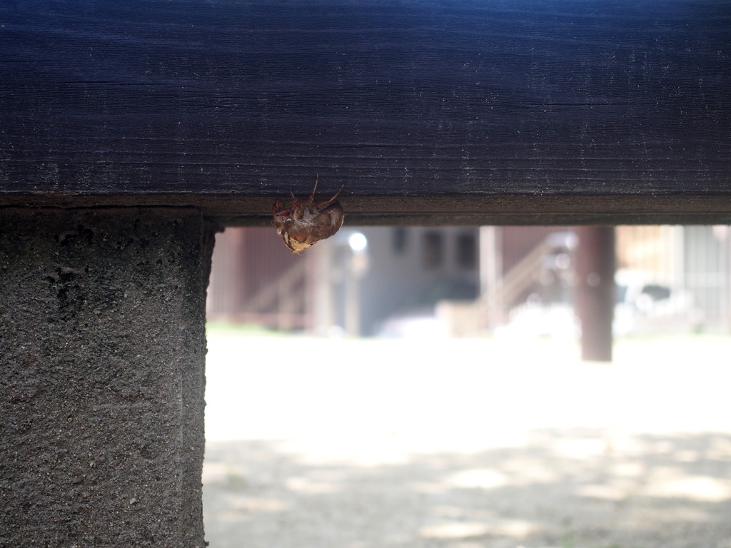 炎天の公園ベンチにドラマあり