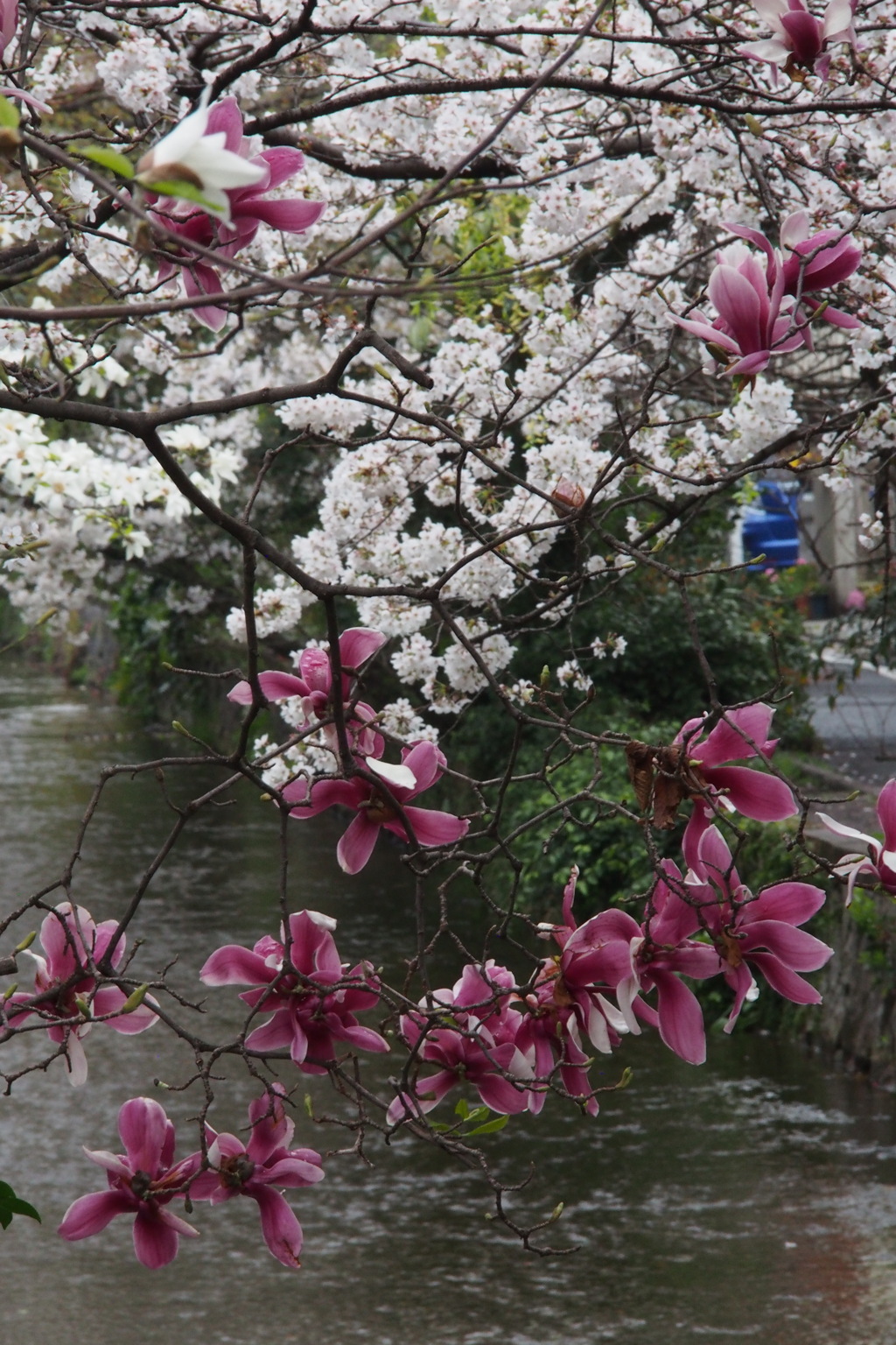 紅木蓮 桜寄り添い 川に咲く by chigiumi （ID：9467349） - 写真共有サイト:PHOTOHITO