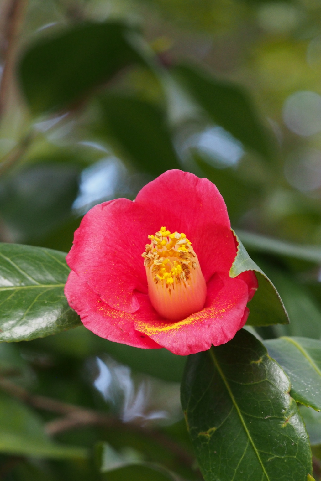 花びらに しべの花粉や 花一輪