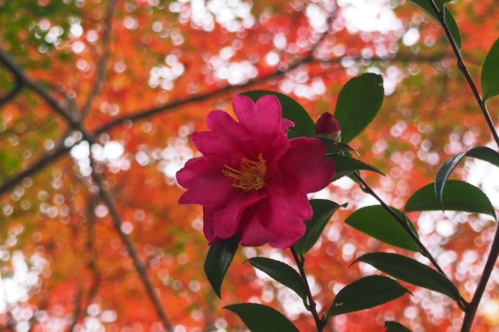モミジ背に 山茶花出番と センターに