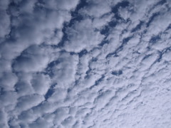 秋本番 空一面の うろこ雲