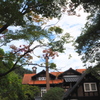 山麓の 美術館早 色付きて　①