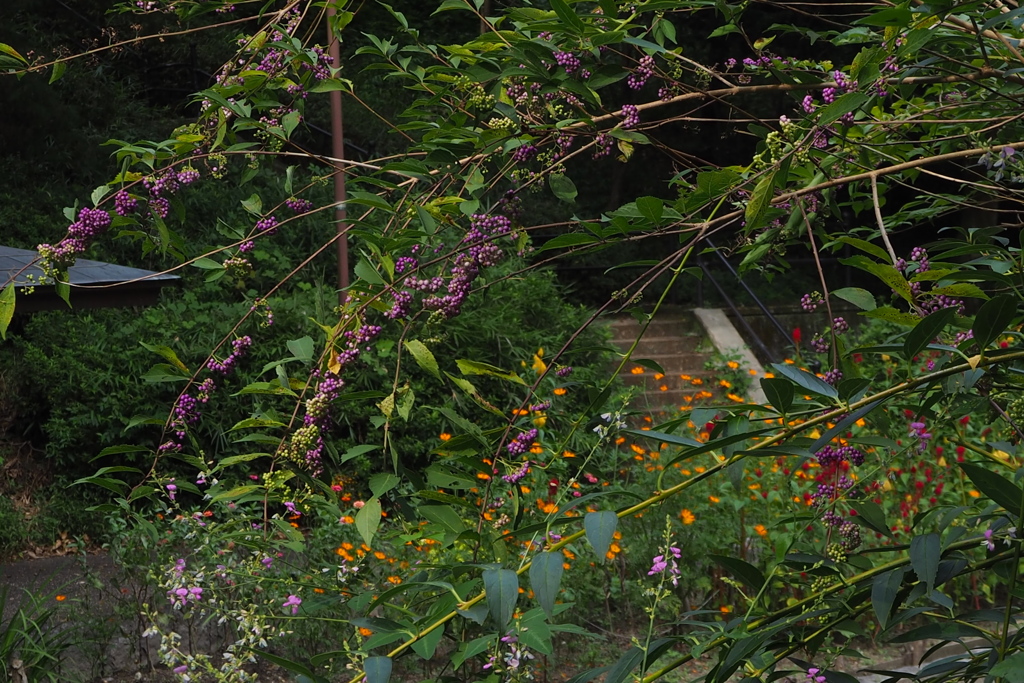 ウォーク道 初秋草花 色を成し