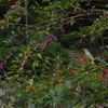 ウォーク道 初秋草花 色を成し