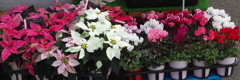 冬の華ポインセチアにシクラメン お花売り場はもうクリスマス