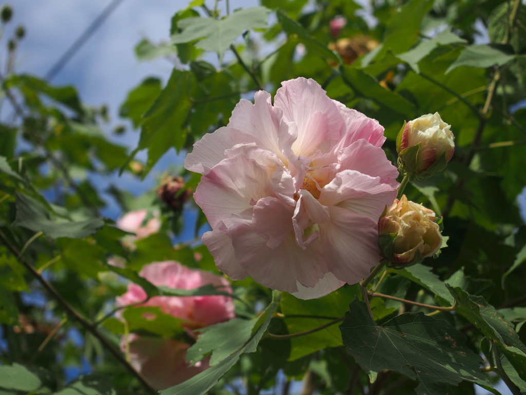 色変わり 落下間近や 白芙蓉