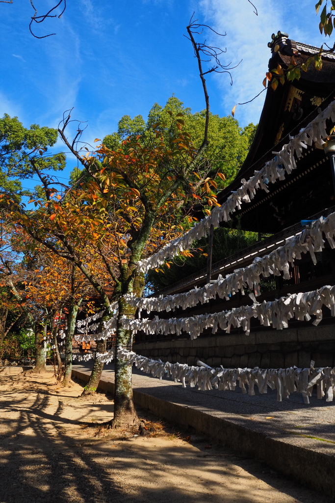 晴れの日の 神社彩り 秋進む