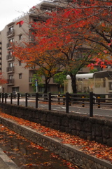 桜葉は 紅葉終えし 早落ち葉