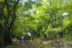三井寺や 青葉若葉の お出迎え