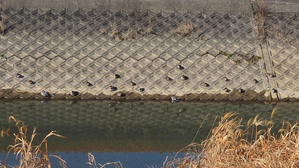 カモ憩ふ 冬の河原で 日向ぼこ