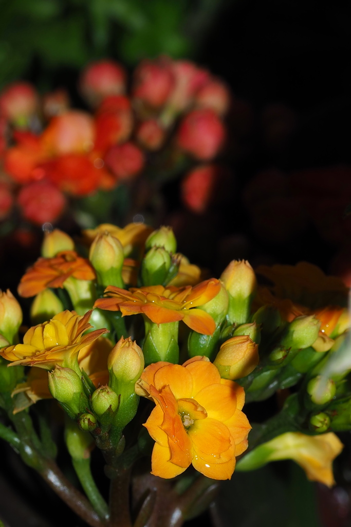 冬の花 徐々に開花や カラコンエ