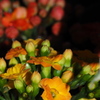冬の花 徐々に開花や カラコンエ