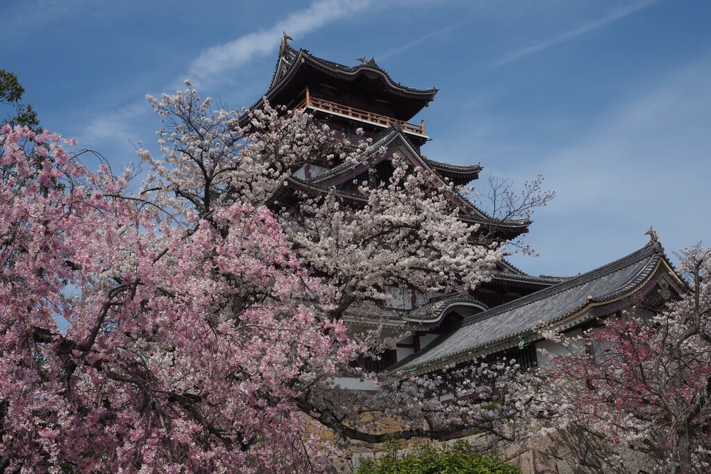 春の城 桜囲まれ 優美なり