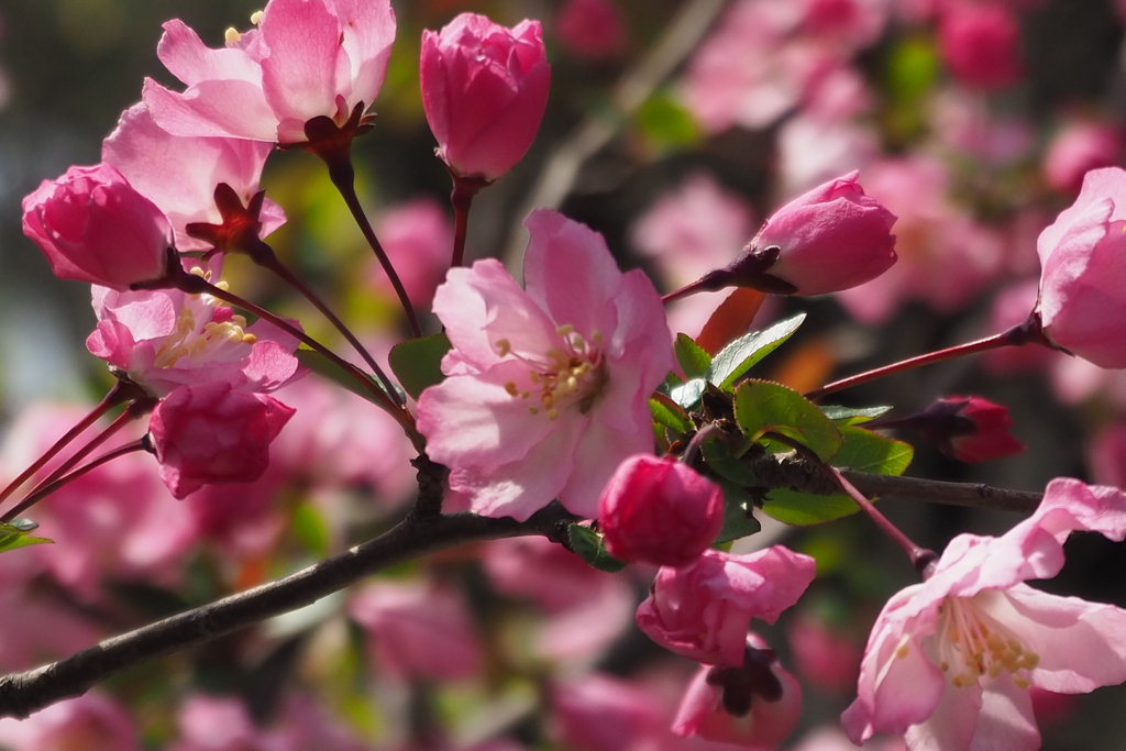 陽光に 透かしピンクの 花海堂