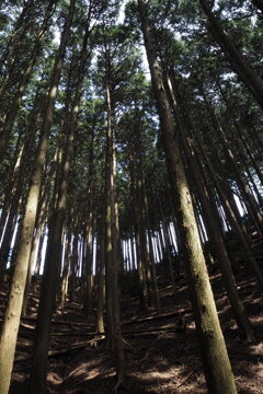 木洩れ日の 杉の山道 ここちよし