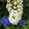 柏葉の 紫陽花両手に 禿つけ