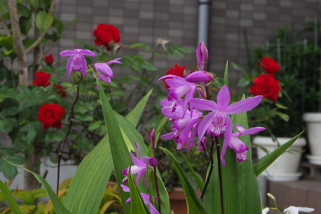 薔薇と蘭 玄関先で 色比べ