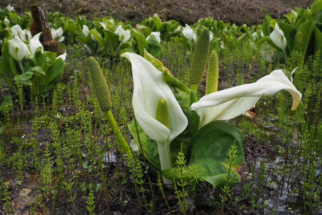 水芭蕉 水辺戯る 清純花