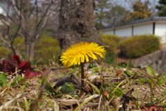 春陽気 タンポポ一輪 城公園