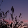 シルエット 秋の夕暮れ すすきかな