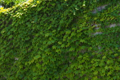緑濃し 壁一面の 夏の蔦