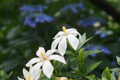 ひそやかに くちなしの花 咲にけり
