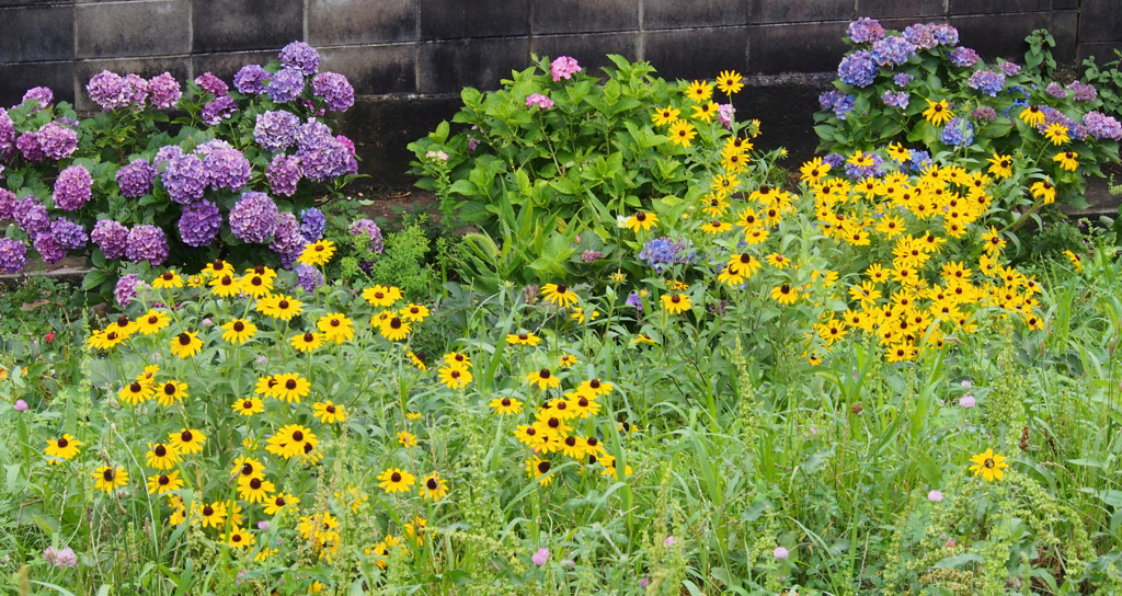 ルトベキア 紫陽花コラボ 土手斜面