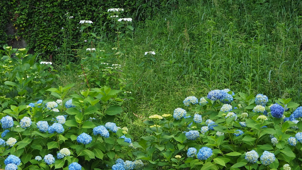 高速の 土手の紫陽花 色始め