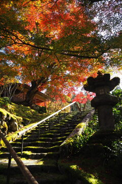 山庭園 紅葉奏でる 苔の道