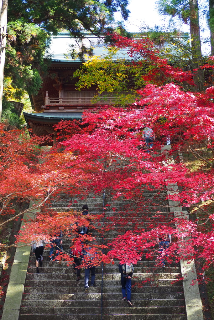 叡山の 根本中堂 出てみれば