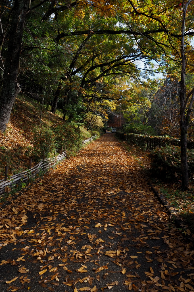 晩秋や 公園の道 落ち葉道