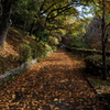 晩秋や 公園の道 落ち葉道