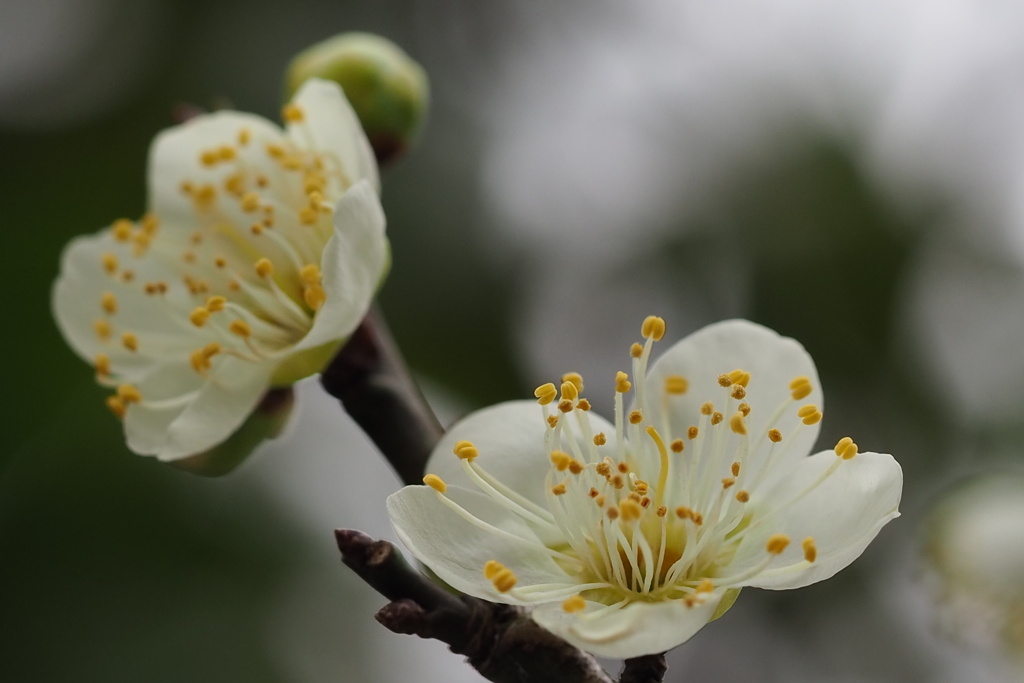 白梅は 蕊も元気に 開花せり