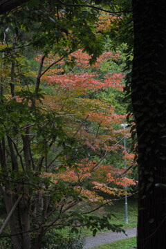 公園の 木々の間の 薄紅葉