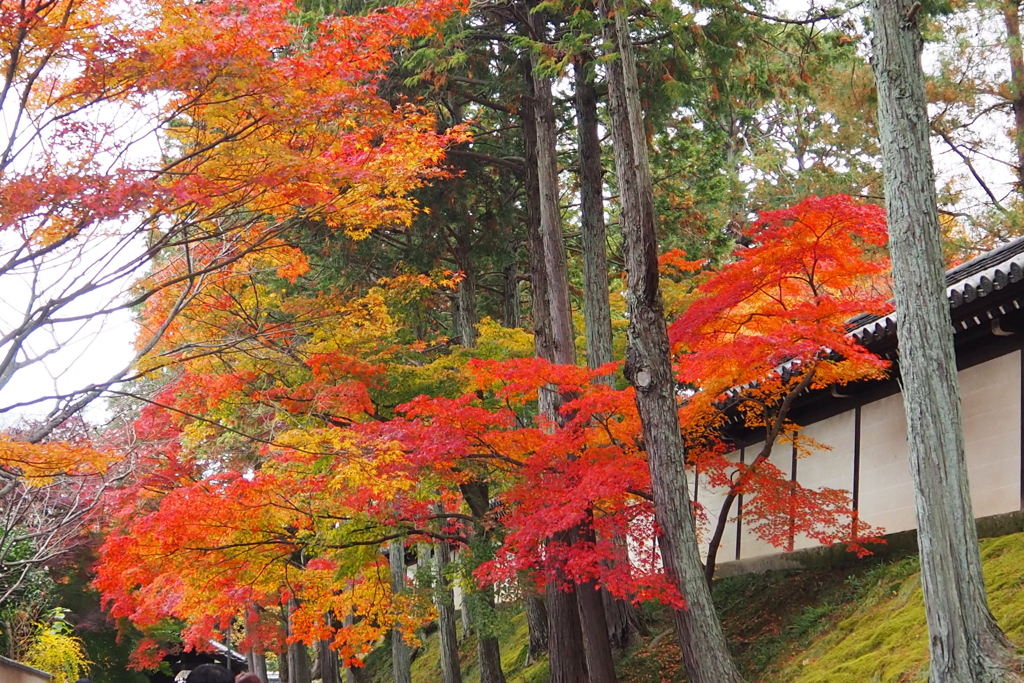 東福寺 紅葉名所や 嘘は無し ②