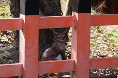 本物か！？ そっと見守る 神の使者