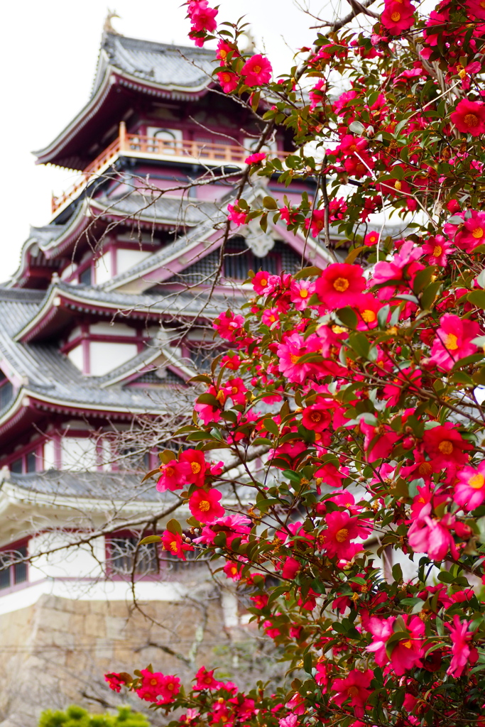 見納めや 名残の山茶花 城と撮る