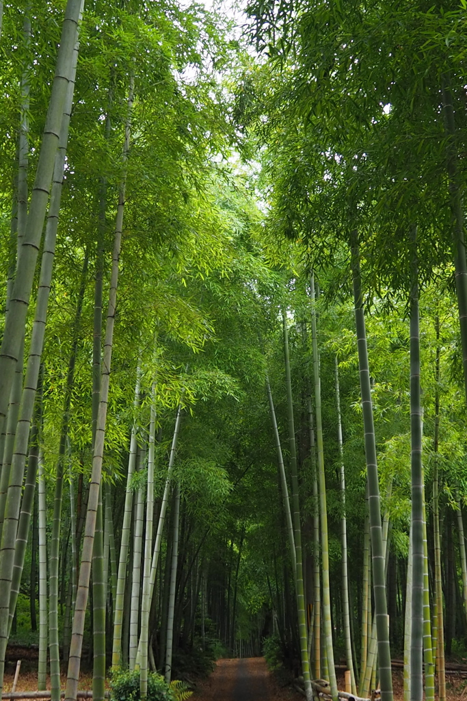 伏見にも 嵯峨野のような 竹の径