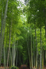 伏見にも 嵯峨野のような 竹の径