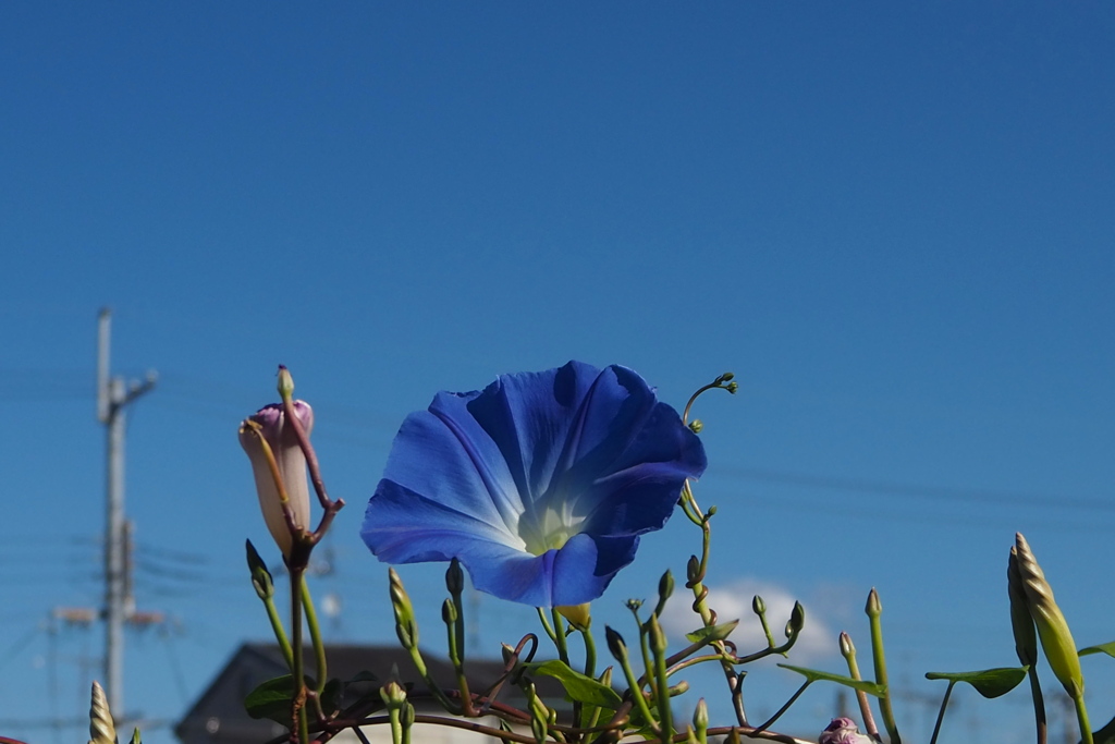 見納めか アサガオ一輪 秋の空