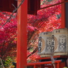 紅燃ゆる 神社酒樽 酔い誘ふ