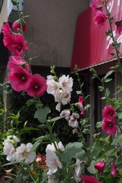 立葵 紅白揃い 店の角