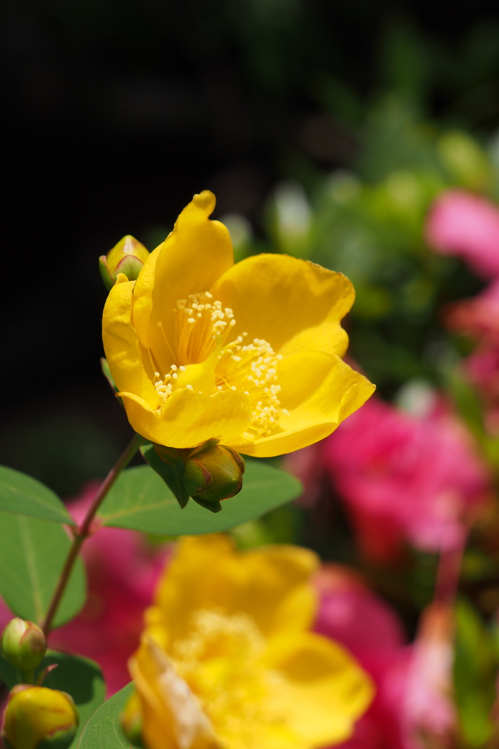 黄色き花 初夏の陽射しに 輝けり