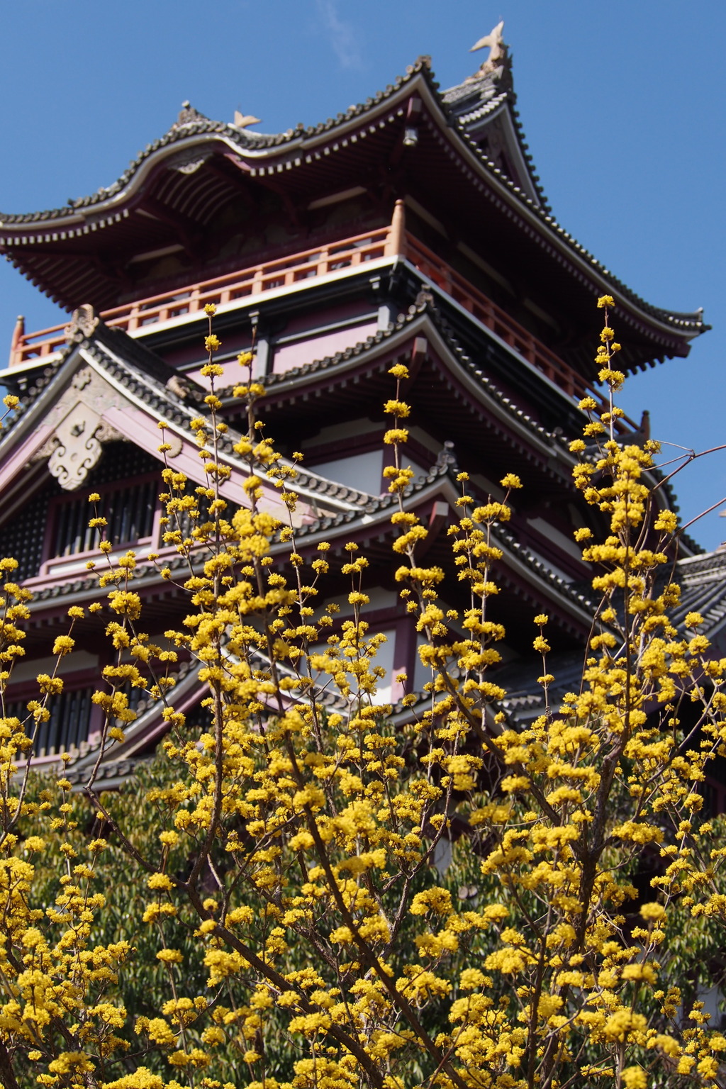 春景色 山茱萸の花 城共演