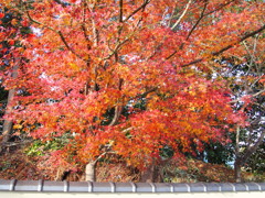 寒波来る 年越しまでの 紅葉かな